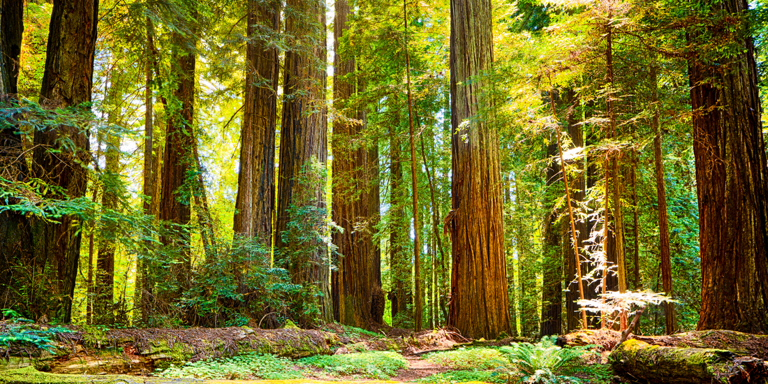 How to Grow California Coastal Redwood Trees from Seed (Germination Guide)