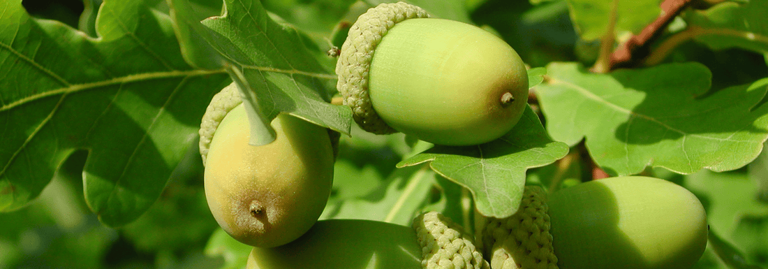 How to Grow Chestnut Oak from Seed (Germination Guide)