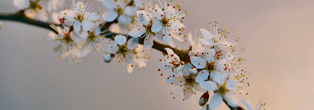 How to Grow Chickasaw Plum from Seed (Germination Guide)