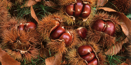 How to Grow Chinese Chestnut Trees from Seed (Germination Guide)