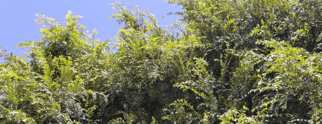 How to Grow Chinese Elm Trees from Seed (Germination Guide)