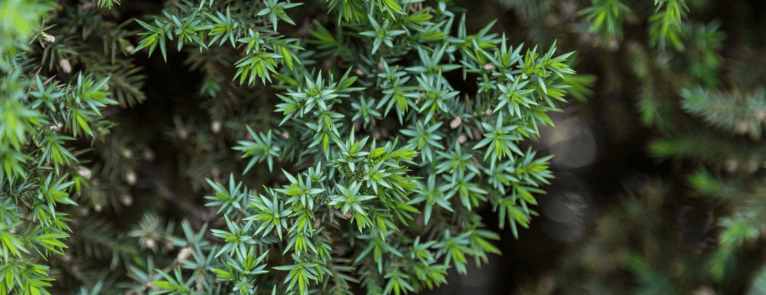 How to Grow Chinese Juniper from Seed (Germination Guide)