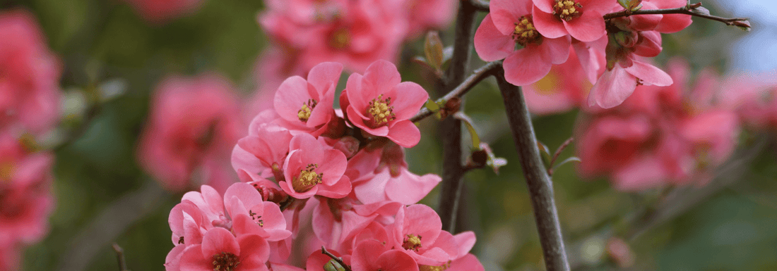 How to Grow Chinese Quince from Seed (Germination Guide)