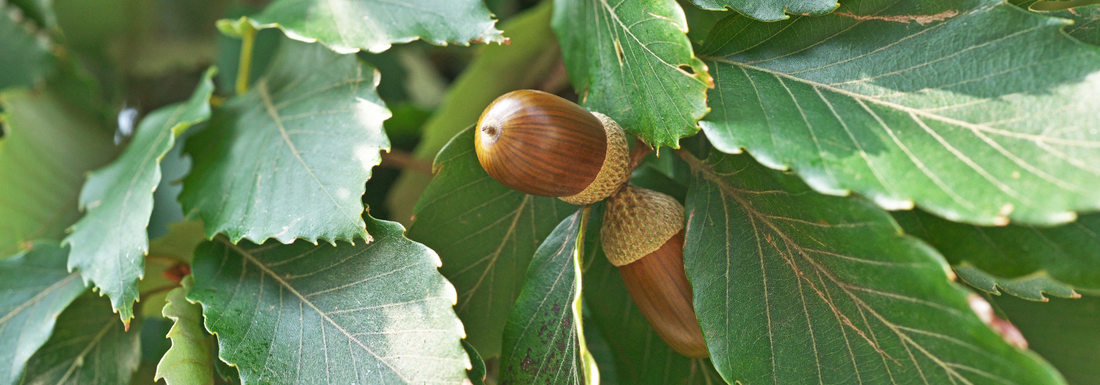 How to Grow Chinkapin Oak from Seed (Germination Guide)