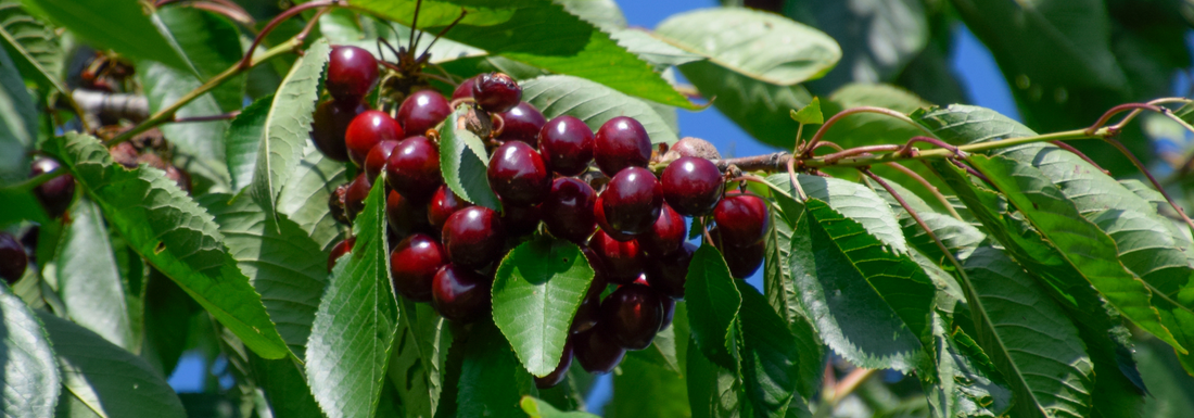 How to Grow Cornelian Cherry from Seed (Germination Guide)
