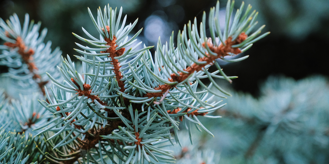 How to Grow Colorado Blue Spruce Trees from Seed (Germination Guide)