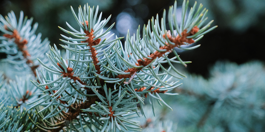 How to Grow Colorado Blue Spruce Trees from Seed (Germination Guide)
