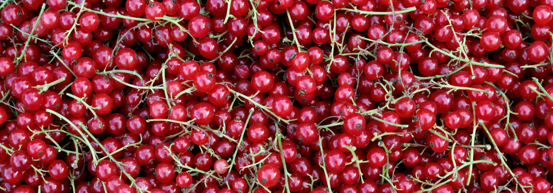 How to Grow American Cranberry from Seed (Germination Guide)
