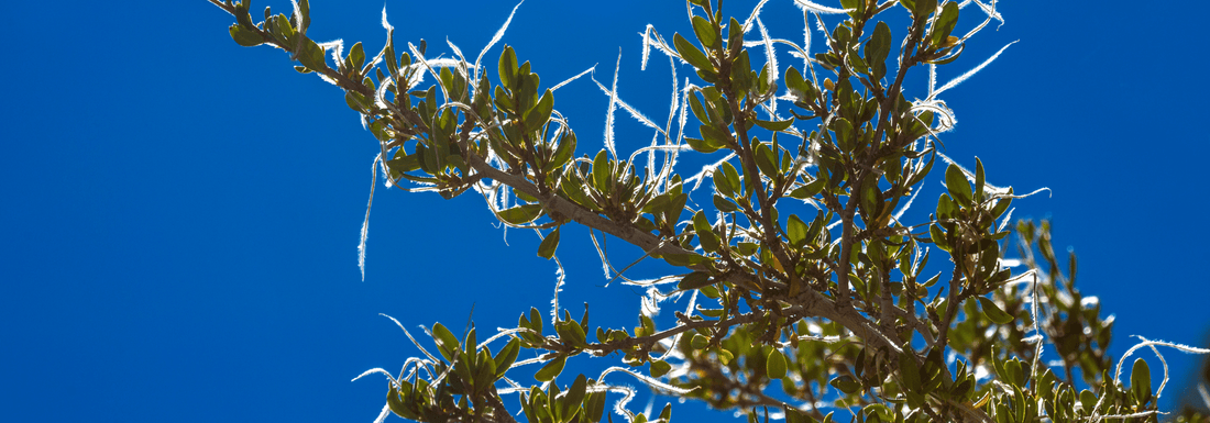 How to Grow Curl-leaf Mountain Mahogany from Seed (Germination Guide)