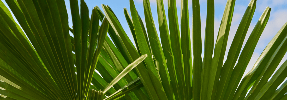 How to Grow Dwarf Palmetto from Seed (Germination Guide)