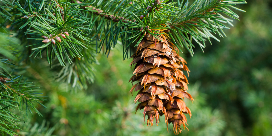 How to Grow Douglas Fir Trees from Seed (Germination Guide)