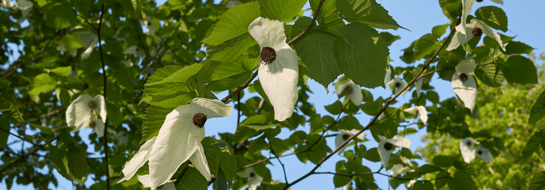 How to Grow Dove Tree from Seed (Germination Guide)