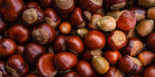 How to Grow Dunstan Chestnut Trees from Seed (Germination Guide)