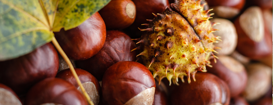 How to Grow Japanese Chestnut ‘Silverleaf’ Trees from Seed (Germination Guide)