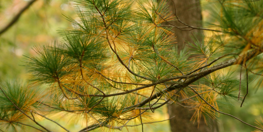 How to Grow Eastern White Pine Trees from Seed (Germination Guide)