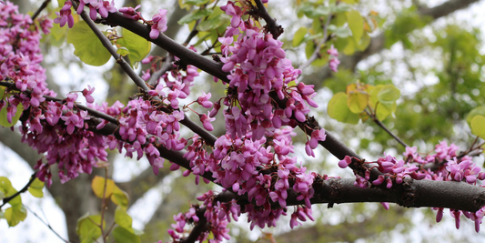 How to Grow Eastern Redbud Trees from Seed (Germination Guide)