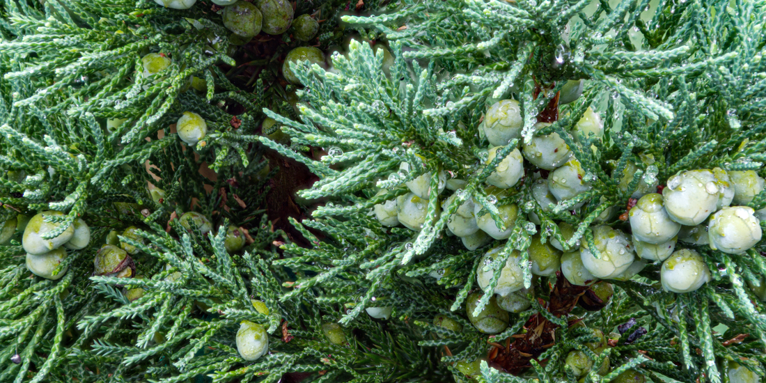 How to Grow Eastern Red Cedar Trees from Seed (Germination Guide)