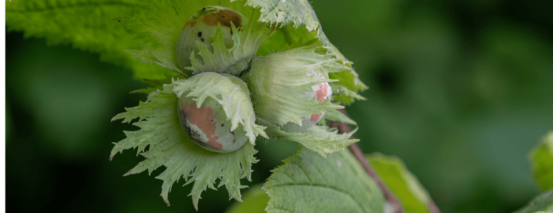 How to Grow Filbert Hazelnut Trees from Seed (Germination Guide)