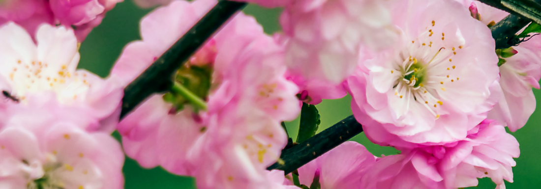How to Grow Flowering Almond from Seed (Germination Guide)