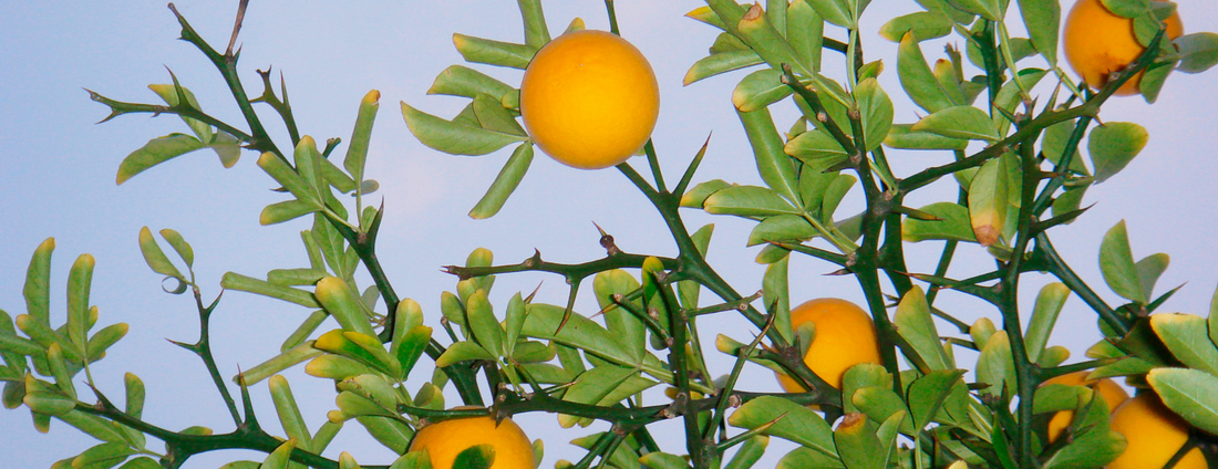 How to Grow Flying Dragon Trifoliate Orange from Seed (Germination Guide)