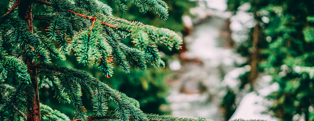 How to Grow Fraser Fir Trees from Seed (Germination Guide)