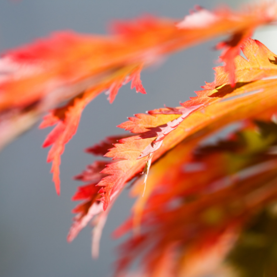 How to Grow Full Moon Japanese Maple from Seed (Acer japonicum ‘Oisami’)