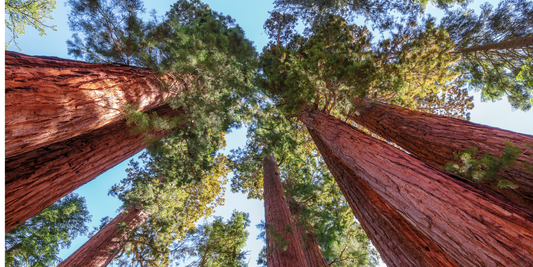 How to Grow Giant Sequoia Trees from Seed (Germination Guide)