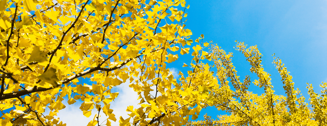 How to Grow Ginkgo Biloba Trees from Seed (Germination Guide)