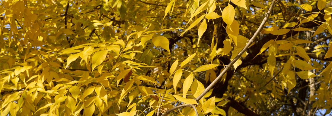 How to Grow Green Ash from Seed (Germination Guide)