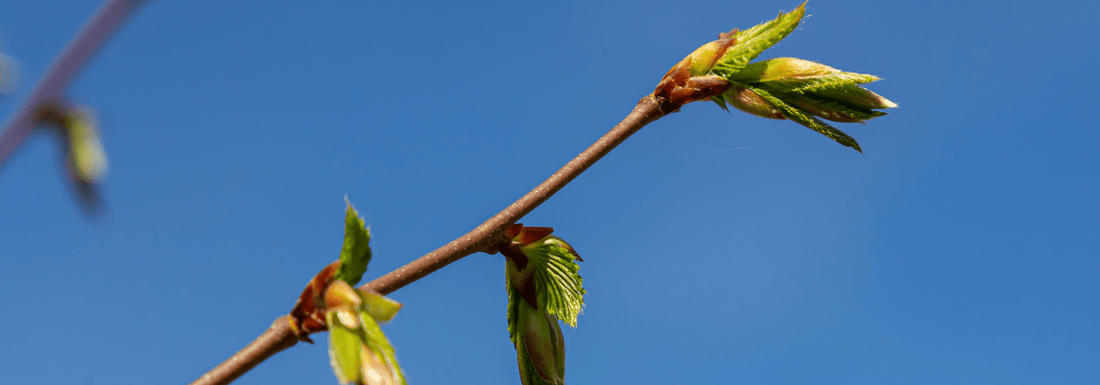 How to Grow American Hophornbeam from Seed (Germination Guide)