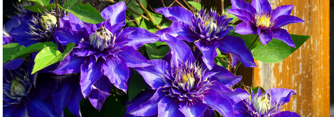 How to Grow Italian Clematis from Seed (Germination Guide)