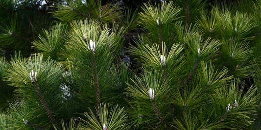 How to Grow Japanese Black Pine from Seed (Germination Guide)