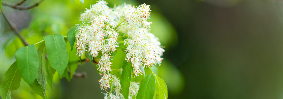 How to Grow Japanese Lilac from Seed (Germination Guide)