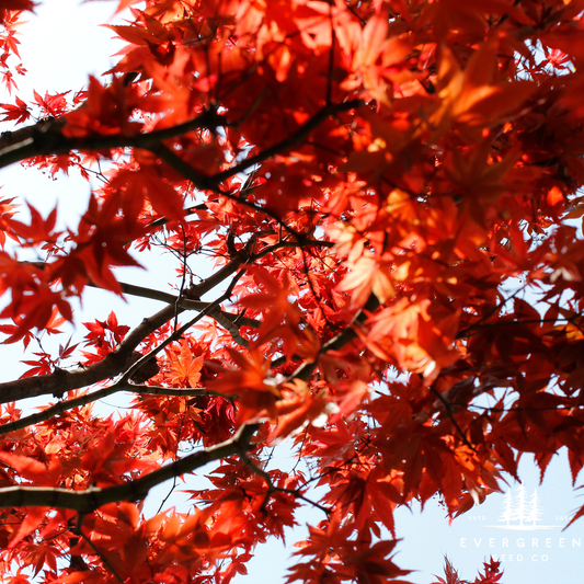 How to Grow Japanese Maple Trees from Seed (Germination Guide)