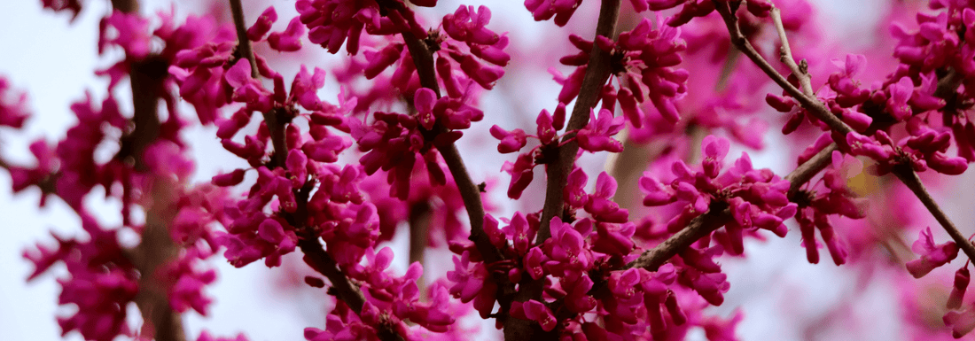 How to Grow Judas Trees from Seed (Germination Guide)