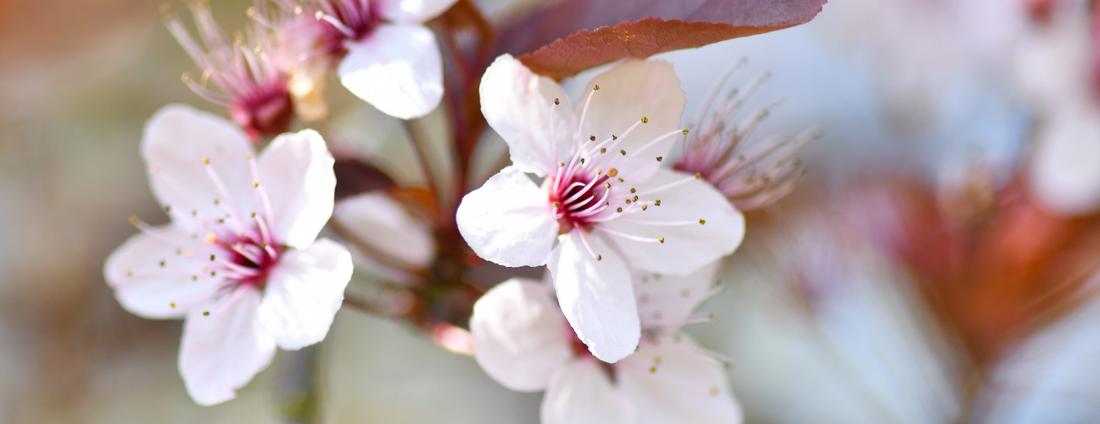 How to Grow Japanese Mountain Cherry Trees from Seed (Germination Guide)