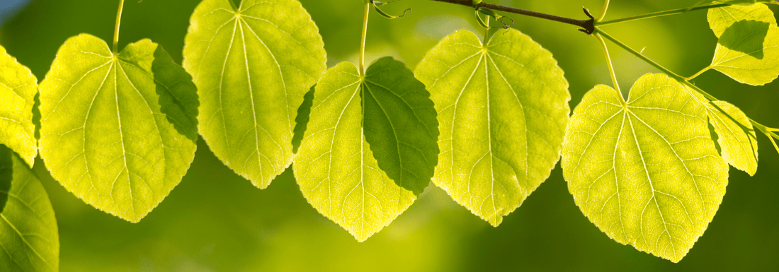 How to Grow Katsura Trees from Seed (Germination Guide)