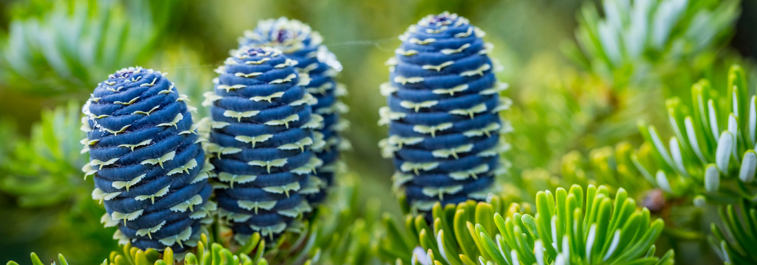 How to Grow Korean Fir from Seed (Germination Guide)