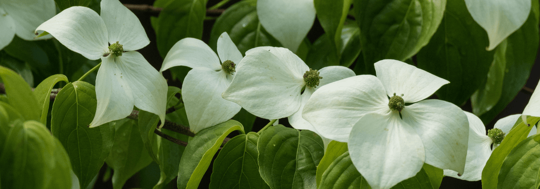 How to Grow Kousa Dogwood Trees from Seed (Germination Guide)