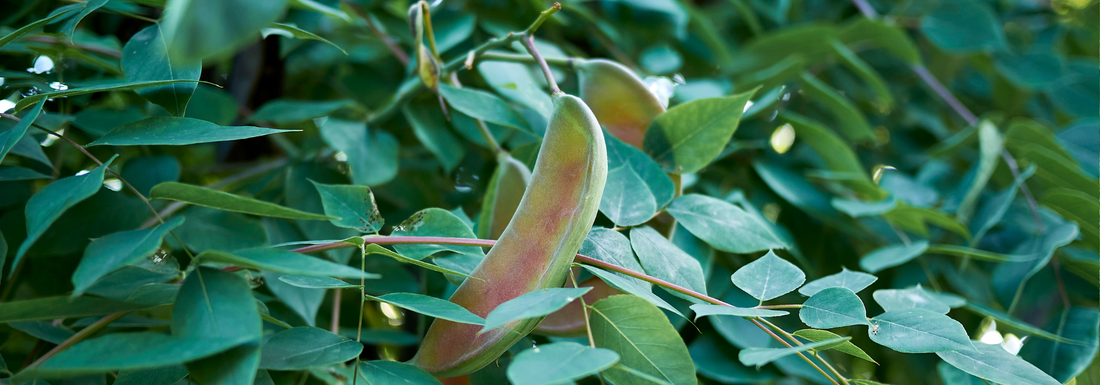 How to Grow Kentucky Coffeetrees from Seed (Germination Guide)