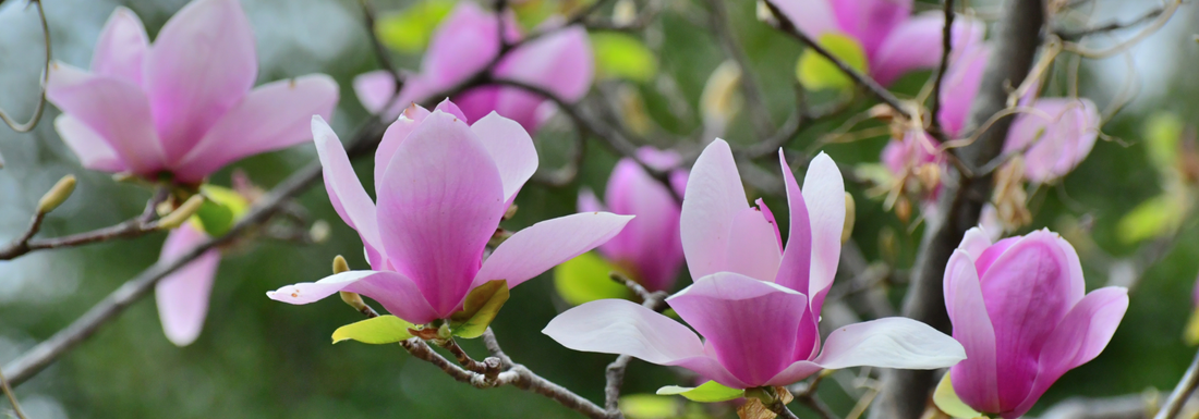 How to Grow Lily Magnolia from Seed (Germination Guide)