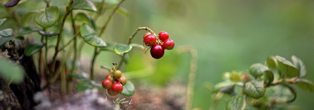 How to Grow Lingonberry from Seed (Germination Guide)