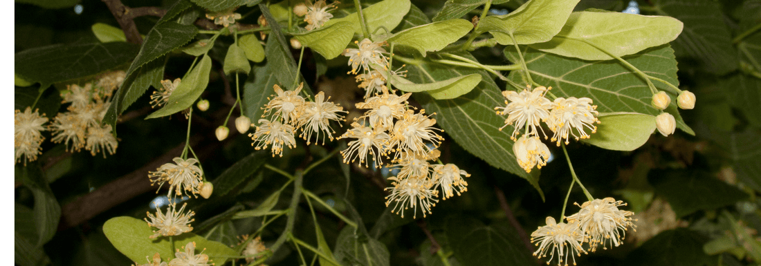 How to Grow Littleleaf Linden from Seed (Germination Guide)