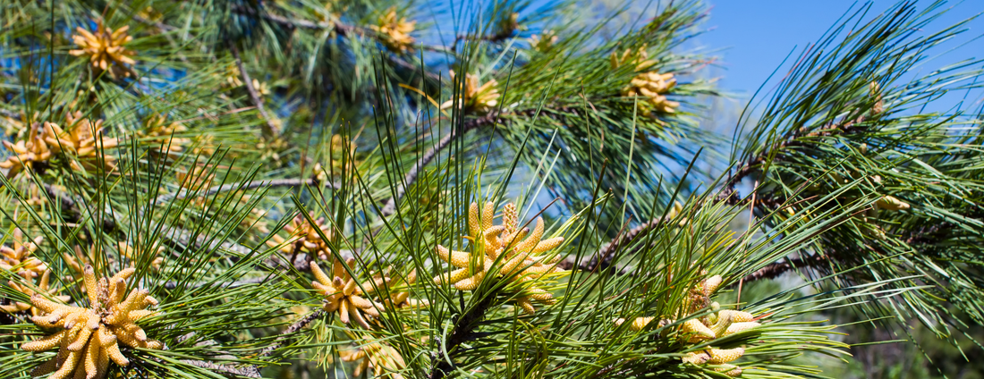 How to Grow Improved Loblolly Pine Trees from Seed (Germination Guide)