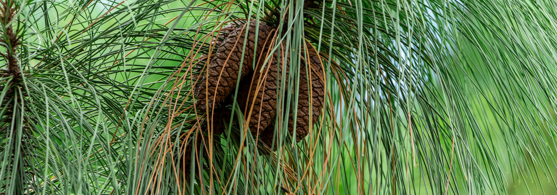 How to Grow Longleaf Pine Trees from Seed (Germination Guide)