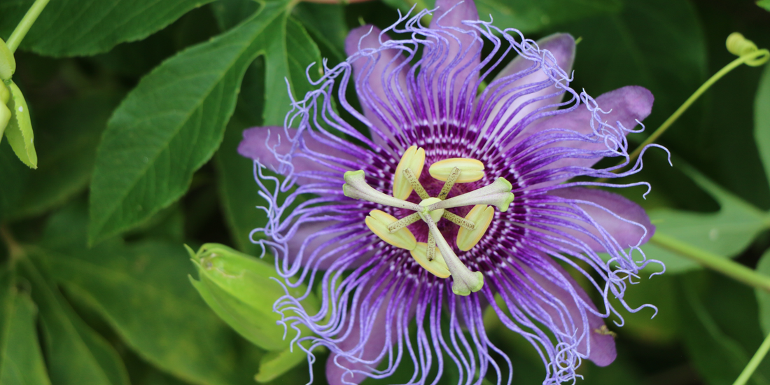 How to Grow Maypop Purple Passionflower from Seed (Germination Guide)