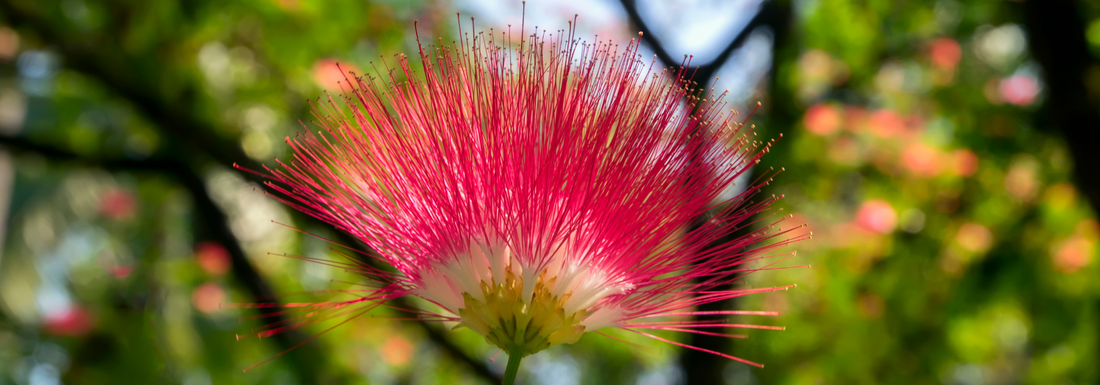 How to Grow Mimosa Trees from Seed (Germination Guide)