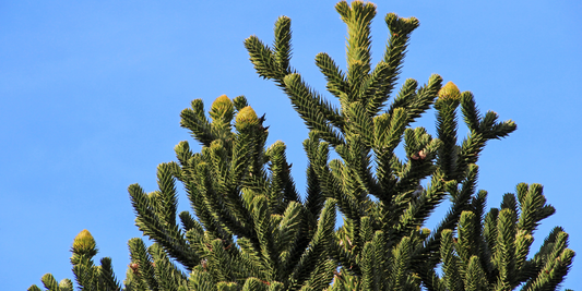 How to Grow Monkey Puzzle Trees from Seed (Germination Guide)
