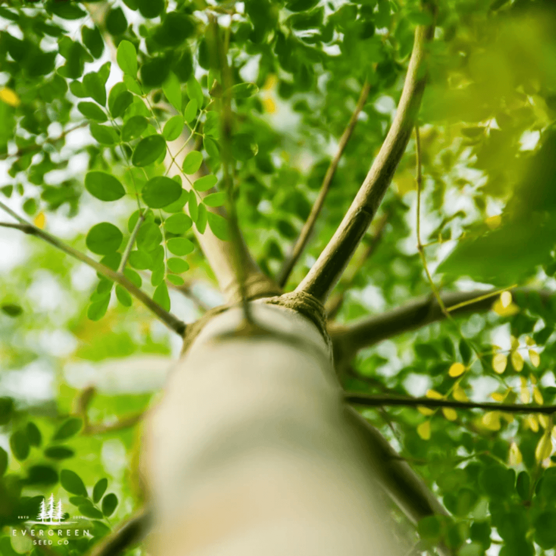 How to Grow Moringa Trees from Seed (Germination Guide)