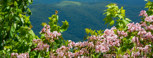 How to Grow Mountain Laurel from Seed (Germination Guide)
